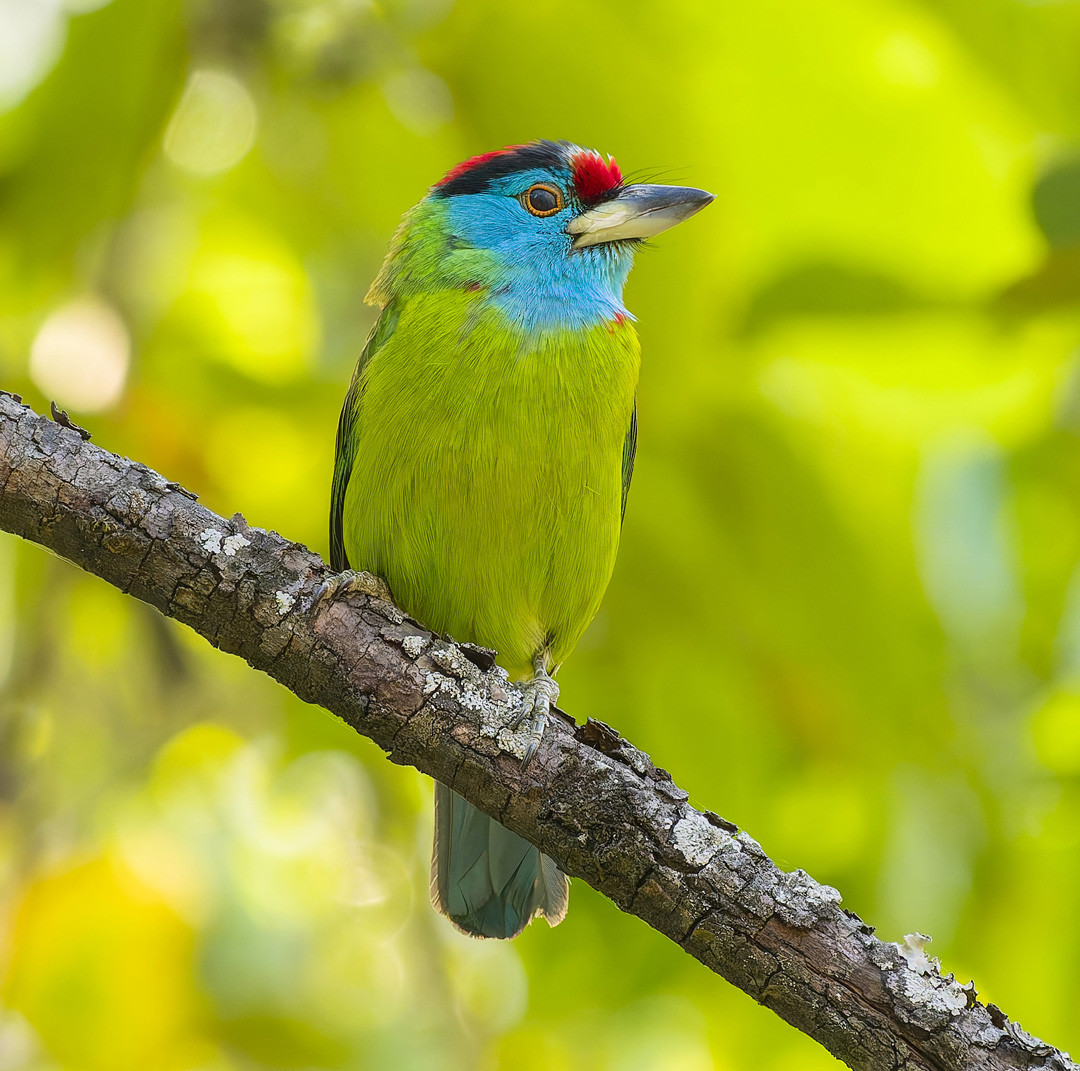 image Blue-throated Barbet